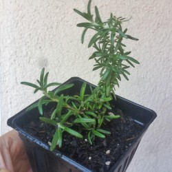 Rosemary Live Plant - 100%...