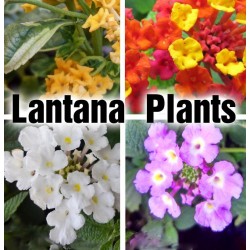 Lantana Plants - Lavender,...